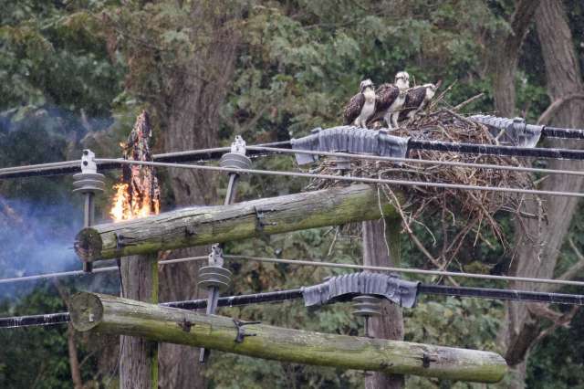 You are currently viewing Utility pole catches fire in Branford; osprey nest on top kills birds