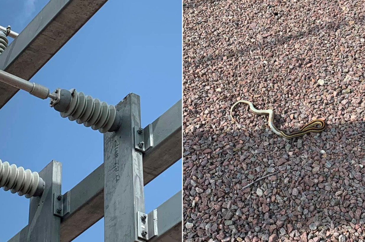 You are currently viewing Thousands in South Dakota lose power when bird drops snake on substation